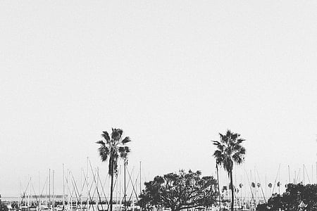 grayscale photography of trees thumbnail
