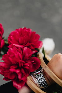 Blooming red peonies thumbnail