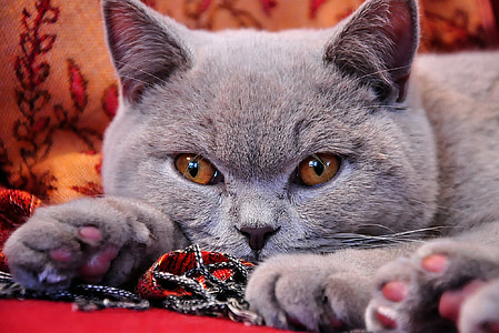 photo of gray cat thumbnail
