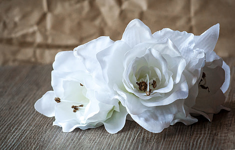 closeup photography of white petaled flower thumbnail