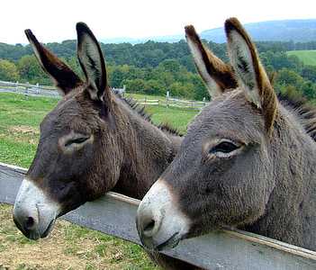 two brown donkeys thumbnail