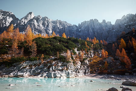 brown leafed trees on mountain thumbnail