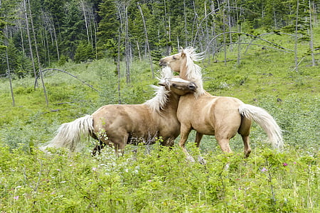two brown horses thumbnail
