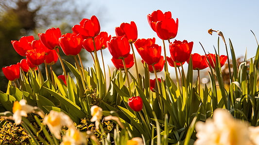 red flowers during daytime thumbnail