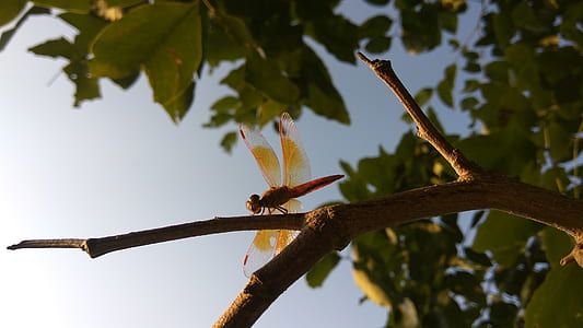 brown dragonfly perching on tree branch thumbnail