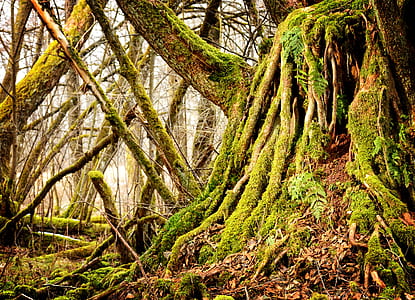 forest tree wallpaper thumbnail