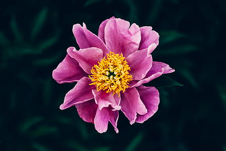 closeup photography of purple peony flower thumbnail