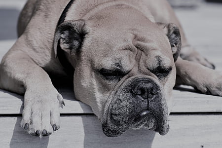 adult tan American bulldog thumbnail
