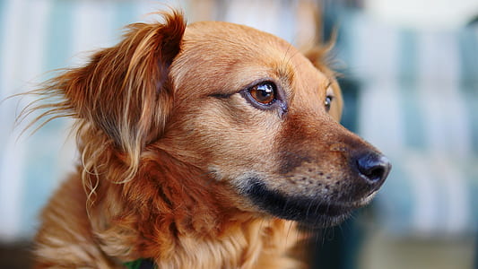 selective focus photo of tan dog thumbnail