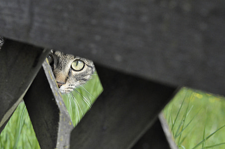 closeup photography of brown tabby cat sneaking in brown wooden fence thumbnail