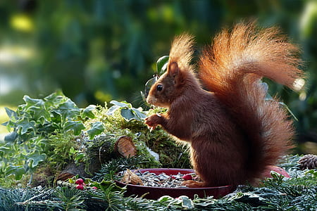 squirrel eating nuts on the plate thumbnail