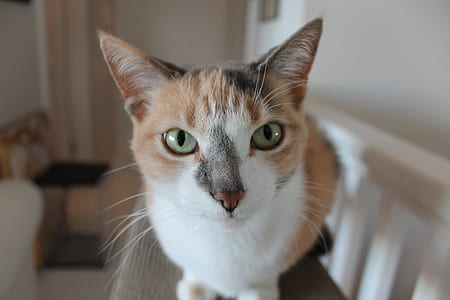 close-up photo of calico cat on sofa thumbnail