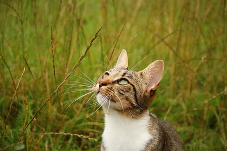 short-coated brown and white cat thumbnail