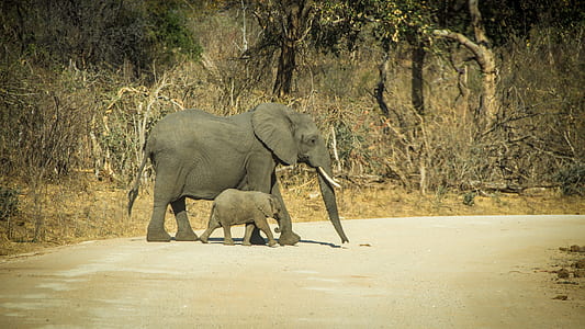 two elephant walking on road thumbnail