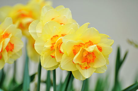 shallow focus photography of yellow flowers thumbnail