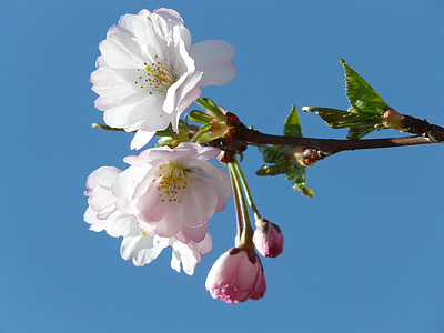 low angle of white flowering tree thumbnail