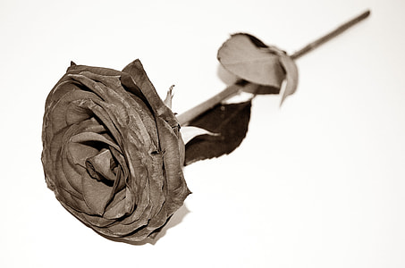 sepia photography of rose flower thumbnail
