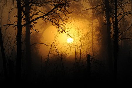 silhouette photography of trees thumbnail