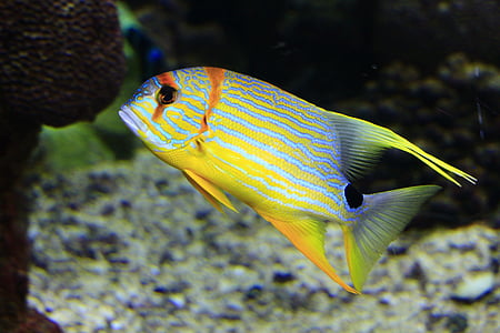photo of blue and yellow pet fish thumbnail