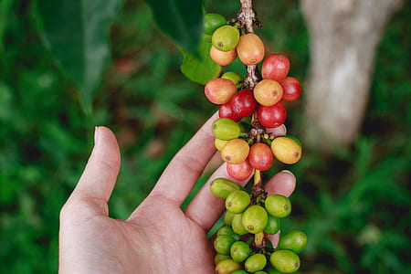person holding green and red fruit thumbnail