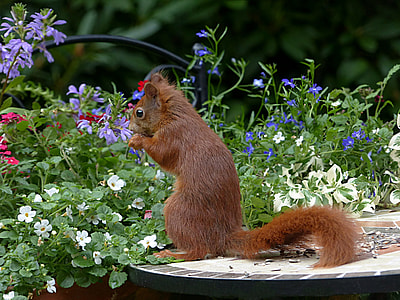 brown squirrel beside plants thumbnail