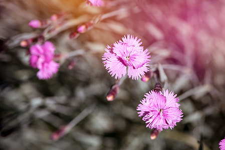 Cloves, Cushion Flowers thumbnail