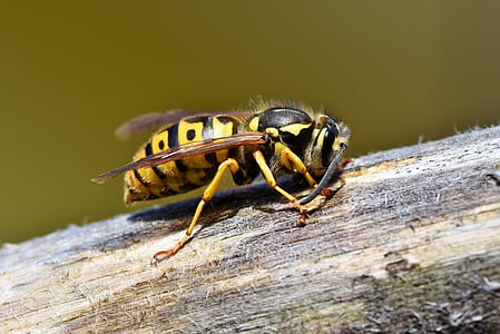 micro lens photography of yellowjacket wasp perching on wood thumbnail