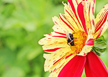 selective focus photography of bee perched on yellow and red petaled flower thumbnail
