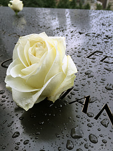 white rose on black surface thumbnail