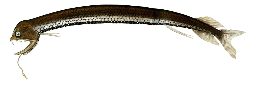 Boa dragonfish - Stomias Boa Boa thumbnail