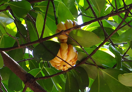 Garcinia Cambogia, Malabar Tamarind thumbnail
