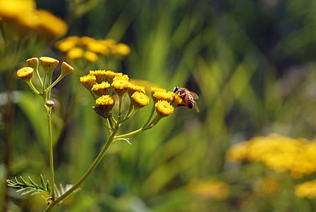 nature, flower, bee, insect thumbnail