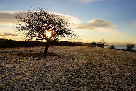 silhouette of tree at sunset thumbnail