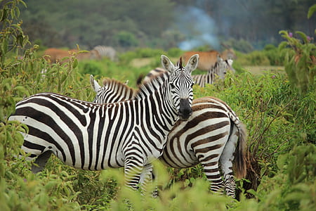 two zebras standing on plants thumbnail