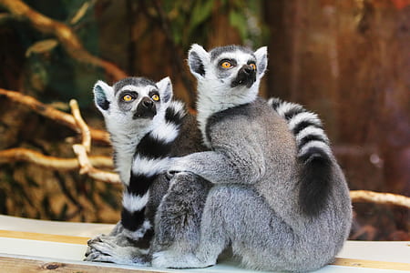 two gray short-coated animals sitting near brown twigs thumbnail