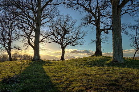 stand of trees during daytime thumbnail