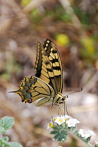 shallow focus photography of black and brown butterfly thumbnail