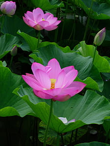 three pink flowers thumbnail