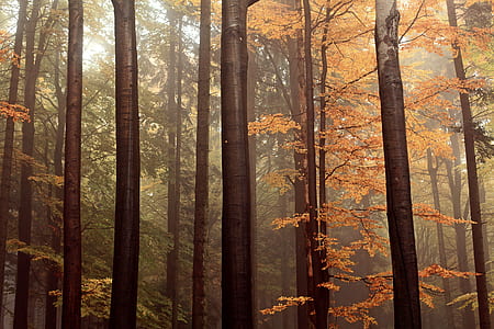 brown trees in forest thumbnail