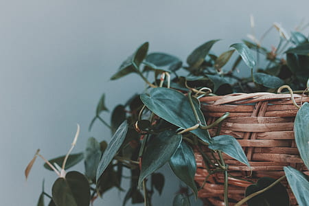 Devil's Ivy in brown wicker basket thumbnail