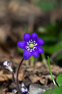 selective focused purple petaled flower thumbnail