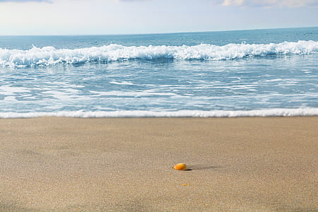 shell on shoreline thumbnail