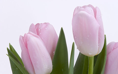 macro photography of pink flowers thumbnail