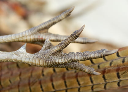 photo of bird feet thumbnail
