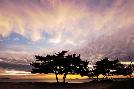 silhouette photography of trees thumbnail