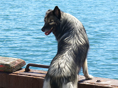 Gray and White Long Coated Dog thumbnail