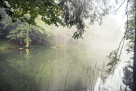 photo of lake in forest during daytime thumbnail