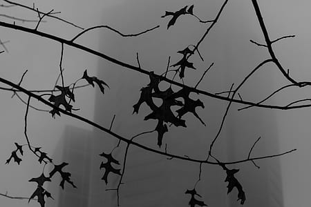 dried leaves on bare tree thumbnail