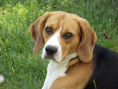 adult tricolor beagle on green grass thumbnail