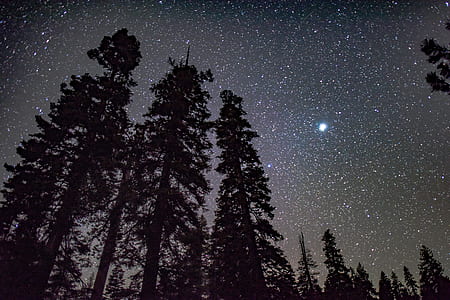 silhouette photo of trees during nightime thumbnail